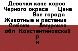 Девочки кане корсо. Черного окраса.  › Цена ­ 65 000 - Все города Животные и растения » Собаки   . Амурская обл.,Константиновский р-н